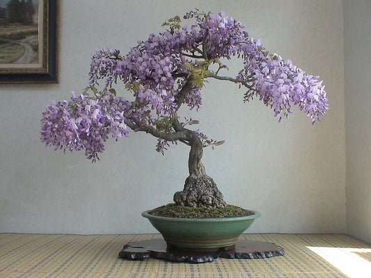 Bonsai Tree Chinese Wisteria Tree Seeds - Highly Prized Flowering Bonsai, Wisteria sinensis - Fresh Seeds to Grow