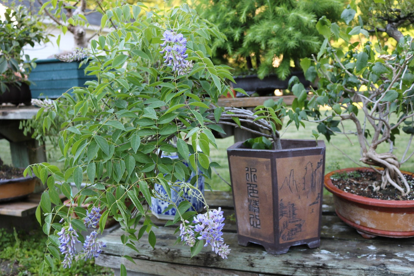 Bonsai Tree Chinese Wisteria Tree Seeds - Highly Prized Flowering Bonsai, Wisteria sinensis - Fresh Seeds to Grow