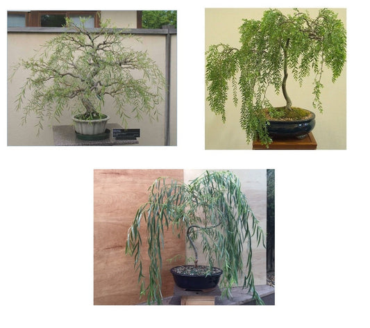 Bonsai Tree Bundle - 3 Thick Trunk Bonsai Willow Tree Cuttings - One each, Australian, Weeping, Dragon - Fast Growing Bonsai Trees