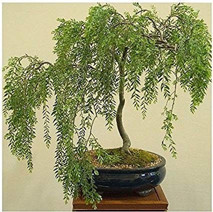 Bonsai Weeping Willow Tree - Thick Trunk - Get the Mature Bonsai Look Fast - Golden Weeping Willow Bonsai