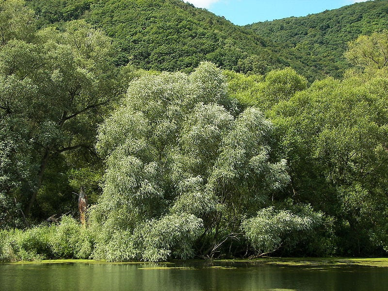 4 White Willow Trees - Ready to Plant - Salix Alba