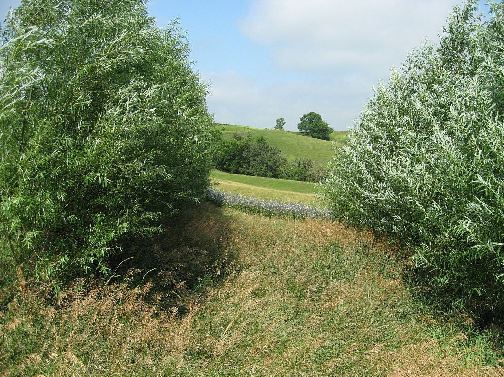 Four HUGE 5 foot tall Hybrid Willow Trees - Get Fast Privacy now with this Large Root Stock. 60 inch cuttings