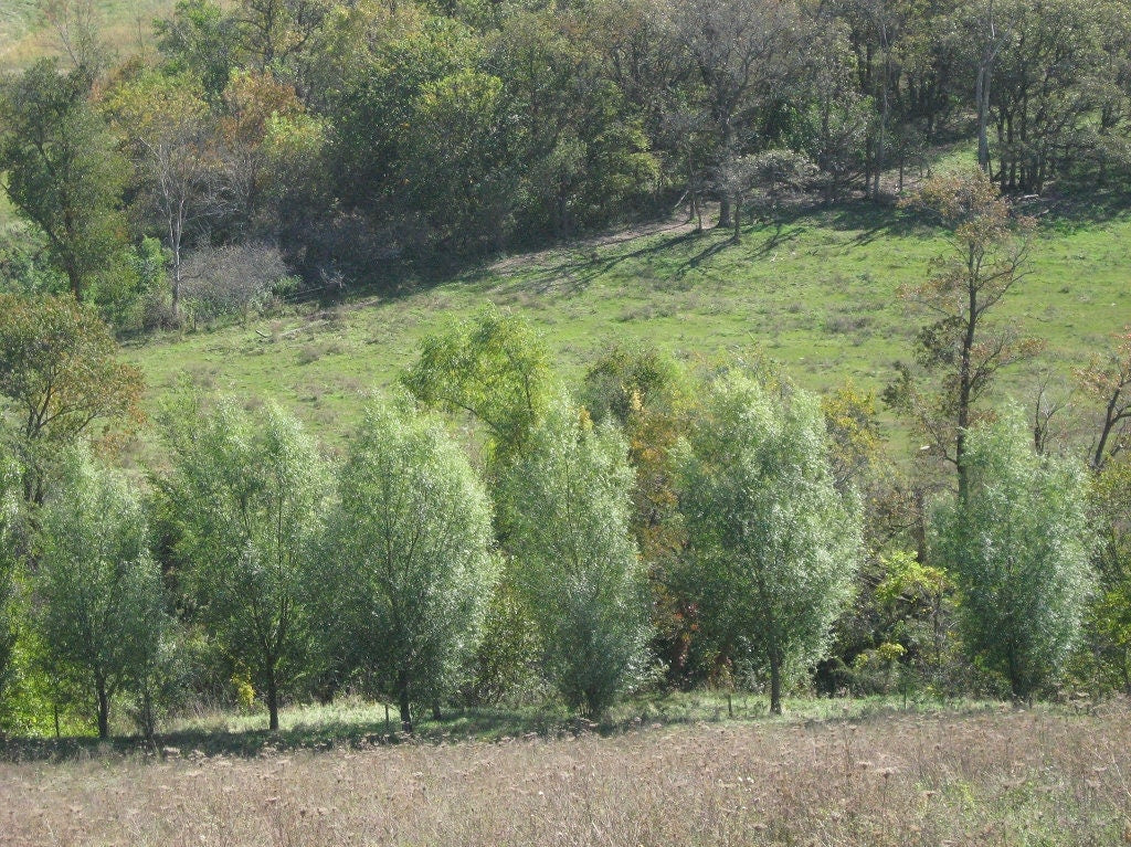 Four HUGE 5 foot tall Hybrid Willow Trees - Get Fast Privacy now with this Large Root Stock. 60 inch cuttings