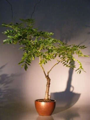 Bonsai Tree Chinese Wisteria Tree Seeds - Highly Prized Flowering Bonsai, Wisteria sinensis - Fresh Seeds to Grow