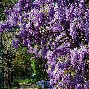 Wisteria Vine Seeds - Highly Prized Flowering Plant for Garden, Yard, or Bonsai, Wisteria sinensis