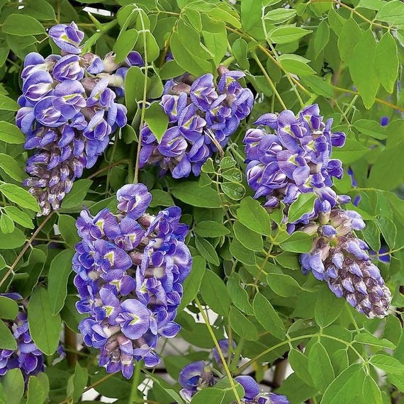 Bonsai Tree Chinese Wisteria Tree Seeds - Highly Prized Flowering Bonsai, Wisteria sinensis - Fresh Seeds to Grow