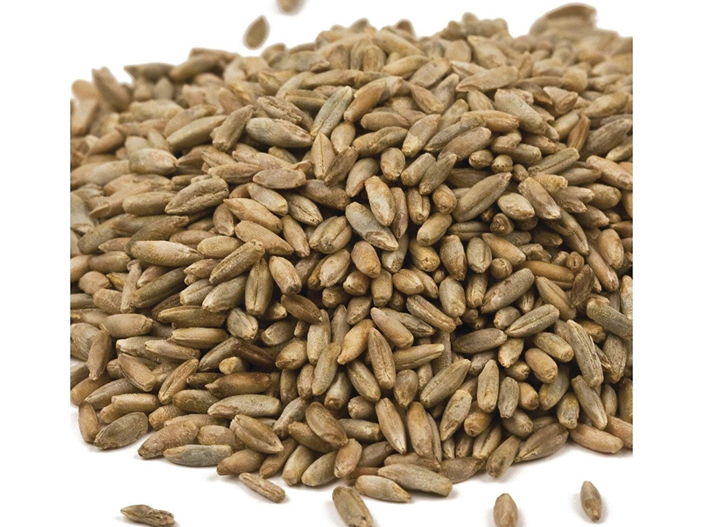 20 Pounds Winter Rye Seeds - Great Cover Crop or Food Plot