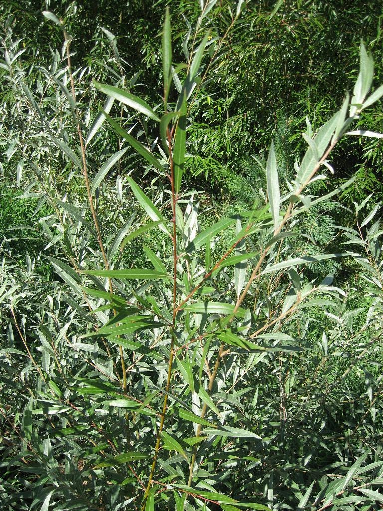 Eight HUGE 5 foot tall Hybrid Willow Trees - Get Fast Privacy now with this Large Root Stock. 60 inch cuttings