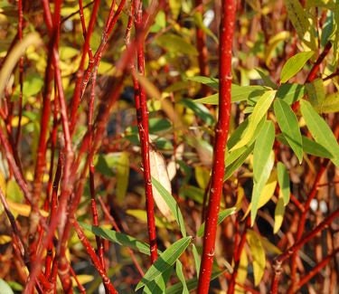 4 Flame Willow Tree Cuttings - Vibrant Orange to Red Bark - Fast Growing Shade or Privacy Tree - Excellent Bonsai