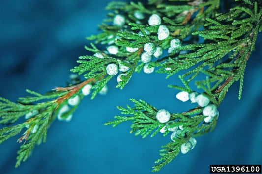 20 Real Red Cedar tree Branches, Freshly cut, Wreaths, garlands, Christmas decorations ,Wedding decorations. 20 Branches