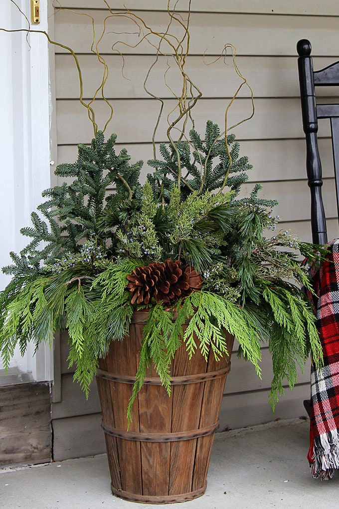 40 Fresh Cedar Tree Branches with Balls - Approx 18 inches Long, Branch Tips for Wreaths, Garlands, Christmas Decorations,Wedding Decor