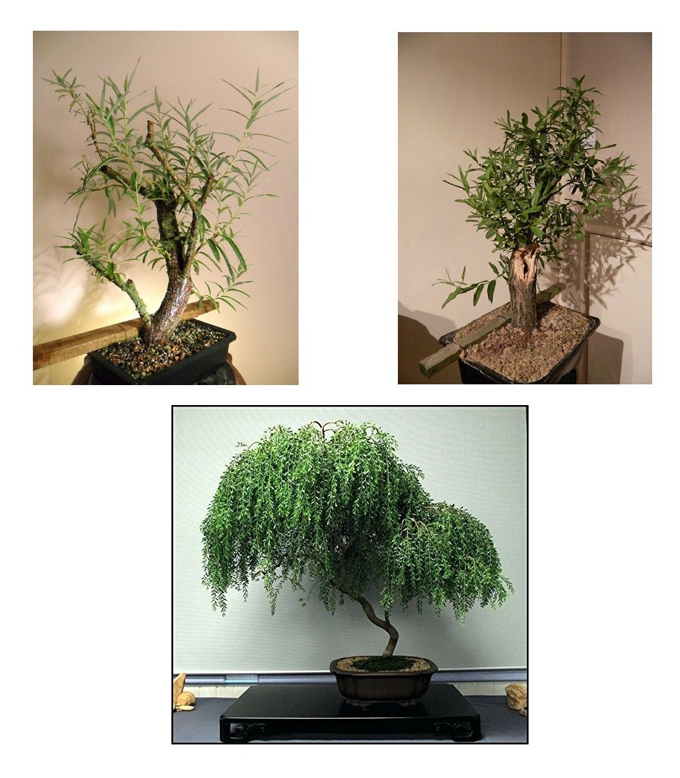 Bonsai Willow Tree Bundle #2 - 3 Rare, Different Willow Bonsai Tree Starts - 1 Dwarf, 1 Globe, 1 Black