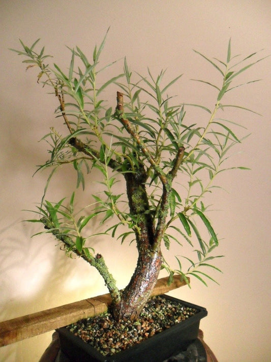 Bonsai White Willow Tree - Large Thick Trunk Root Stock - Fast Growing Indoor/Outdoor Bonsai Tree