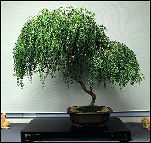 Bonsai Willow Tree Bundle #2 - 3 Rare, Different Willow Bonsai Tree Starts - 1 Dwarf, 1 Globe, 1 Black