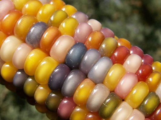 Rare Glass Gem Indian Corn Seeds - 25+ Seeds - Vibrant Translucent Kernels - Grown in Iowa - A Must Have!