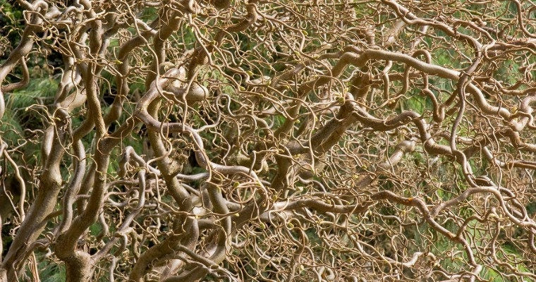 Golden Curls Willow Tree Cutting - Live Tree Plants - Branches and Leaves Curl Very Distinctly - Excellent Bonsai Specimen