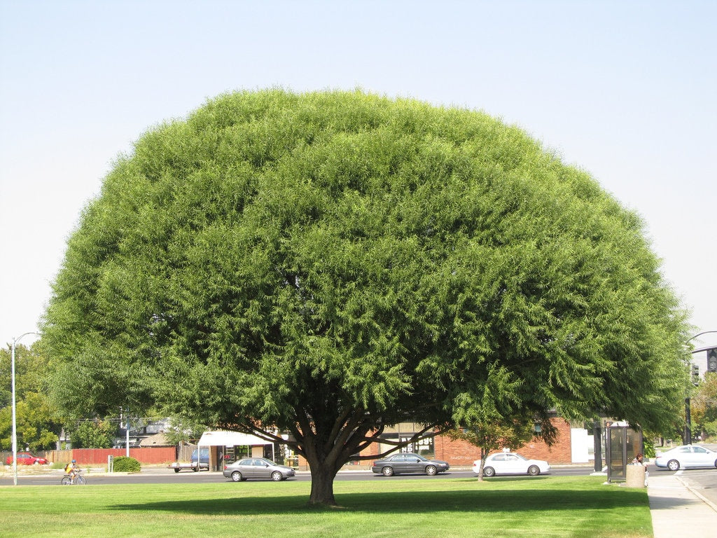 8 Globe Willow Trees - Fast Growing Shade or Privacy - Fresh Cuttings - Get One Live Tree Plant