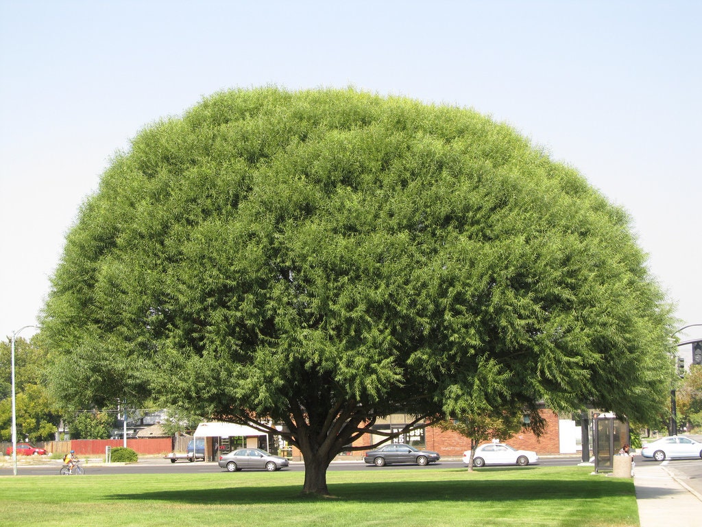 Four (4) Globe Willow Trees - Fast Growing Shade or Privacy - Get 4 Live Tree Plants - Globe Willow - Great for Bonsai