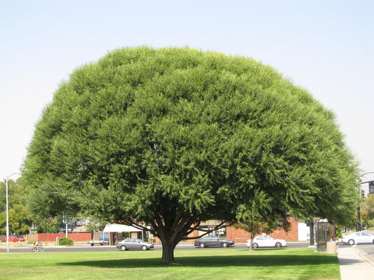 Two Globe Willow Trees - Fast Growing Shade or Privacy - Get 2 Live Tree Plants to Grow