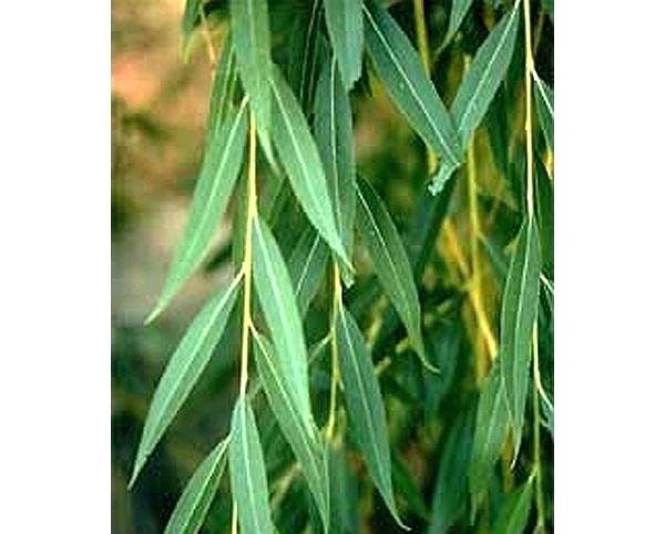 Four (4) Globe Willow Trees - Fast Growing Shade or Privacy - Get 4 Live Tree Plants - Globe Willow - Great for Bonsai