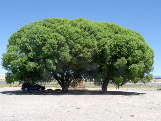 Four (4) Globe Willow Trees - Fast Growing Shade or Privacy - Get 4 Live Tree Plants - Globe Willow - Great for Bonsai