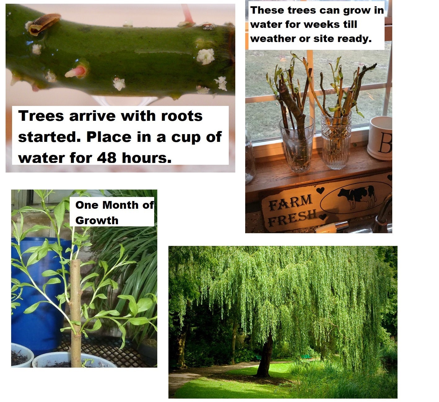 Four (4) Globe Willow Trees - Fast Growing Shade or Privacy - Get 4 Live Tree Plants - Globe Willow - Great for Bonsai