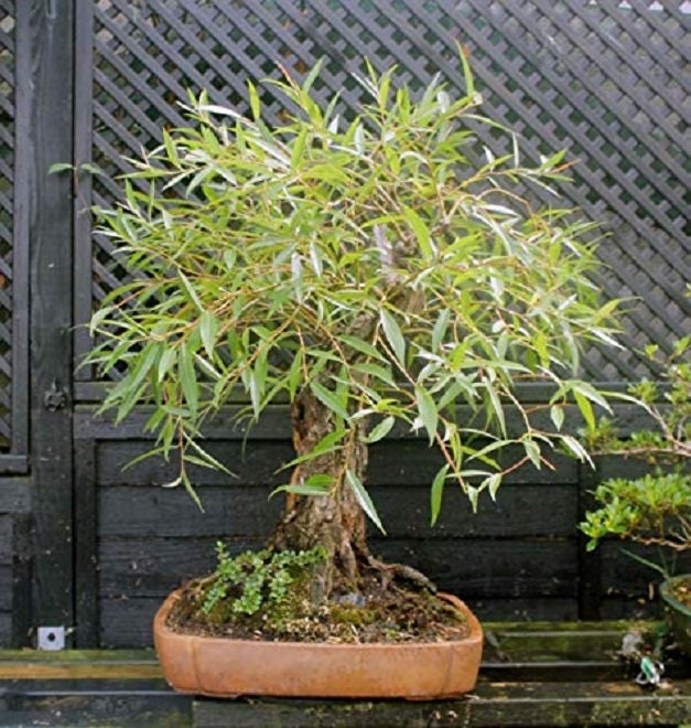 Bonsai Tree - Globe Willow Tree - Large Thick Trunk Cutting - Naturally Round & Symmetrical Canopy - Indoor Outdoor Live Bonsai Tree Plant