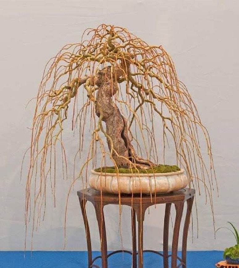 Golden Curls Willow Tree Cutting - Live Tree Plants - Branches and Leaves Curl Very Distinctly - Excellent Bonsai Specimen