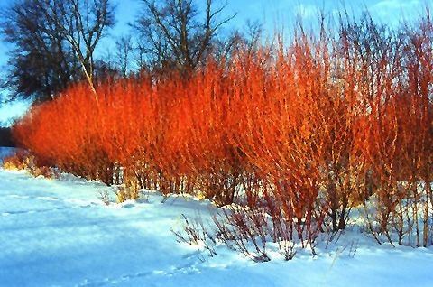 4 Flame Willow Tree Cuttings - Vibrant Orange to Red Bark - Fast Growing Shade or Privacy Tree - Excellent Bonsai