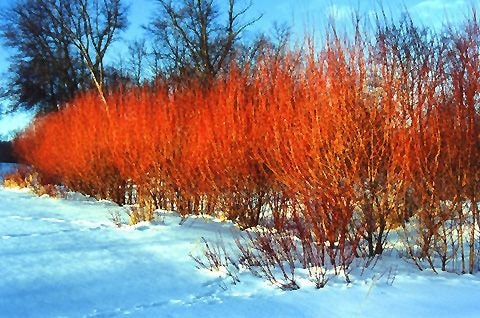 2 Flame Willow Tree - Vibrant Orange to Red Bark - Fast Growing Shade or Privacy Tree - Excellent Bonsai