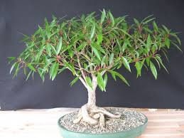 Bonsai Tree - Globe Willow Tree - Large Thick Trunk Cutting - Naturally Round & Symmetrical Canopy - Indoor Outdoor Live Bonsai Tree Plant