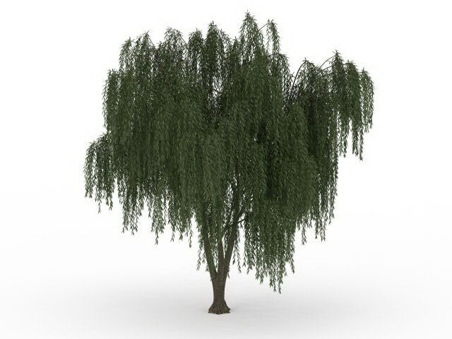 Two Dwarf Weeping Willow Tree Cutting - Excellent Bonsai Tree - Indoor/Outdoor Live Tree Plant - Rare Small Garden Trees
