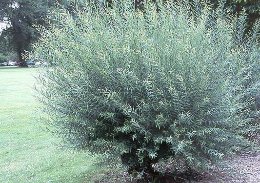 4 Live Basket Willow Tree Shrubs - Grow Basket Willow Branches for Crafts an Furniture