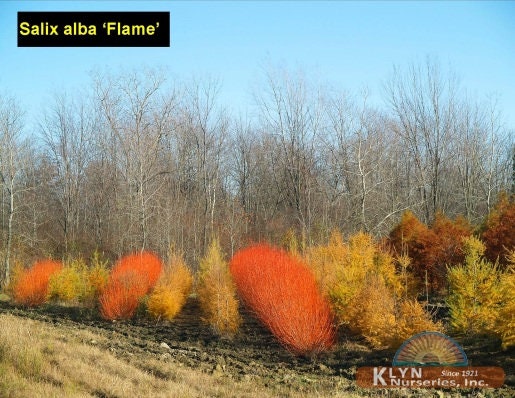 4 Flame Willow Tree Cuttings - Vibrant Orange to Red Bark - Fast Growing Shade or Privacy Tree - Excellent Bonsai