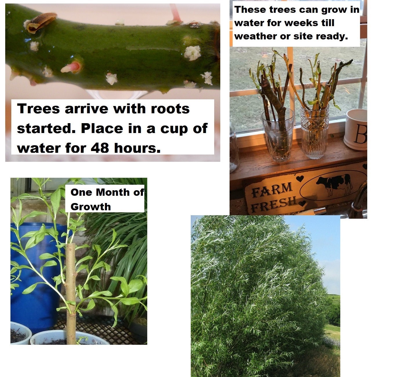 4 Flame Willow Tree Cuttings - Vibrant Orange to Red Bark - Fast Growing Shade or Privacy Tree - Excellent Bonsai