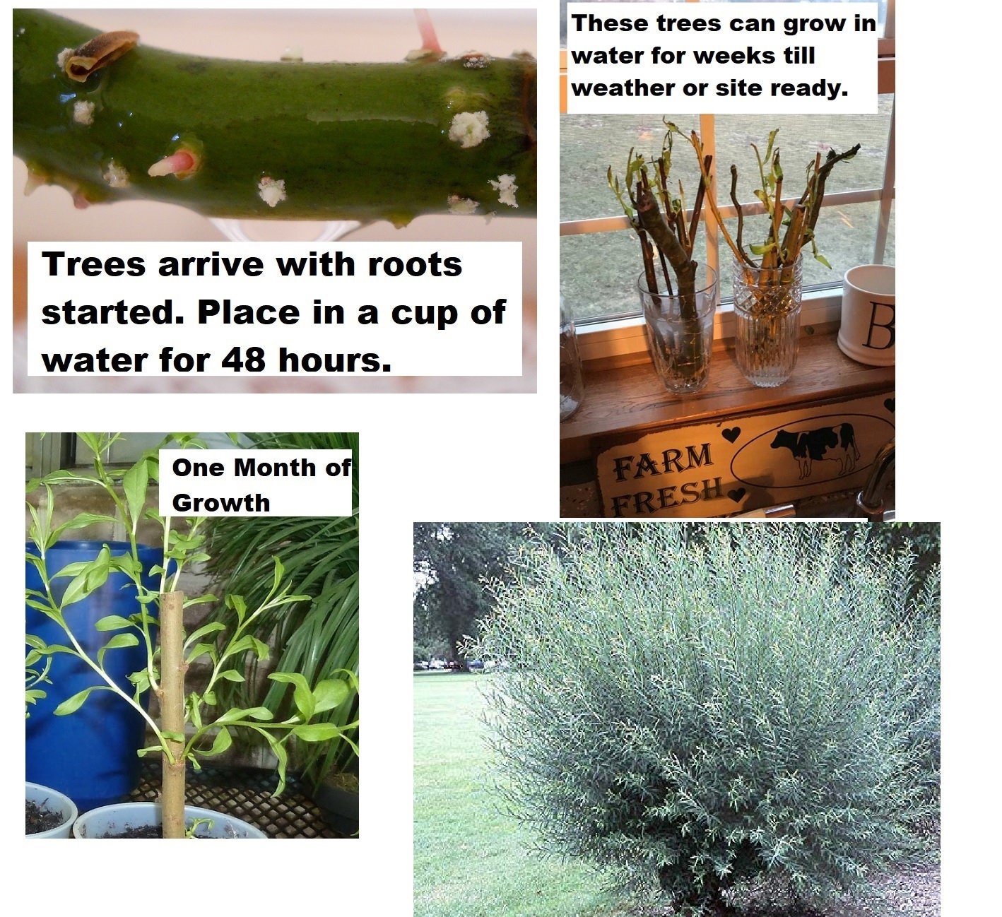 4 Live Basket Willow Tree Shrubs - Grow Basket Willow Branches for Crafts an Furniture