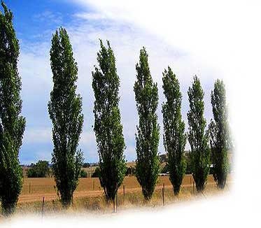 Poplar Tree Map 2 Lombardy Poplar Trees - 2 Live Plant Tree Cuttings - Rare and Unique ...
