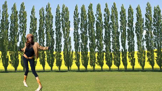5 Lombardy Poplar Trees - 5 Live Plant Tree Cuttings - Rare and Unique Privacy Tree - Very Fast Growing