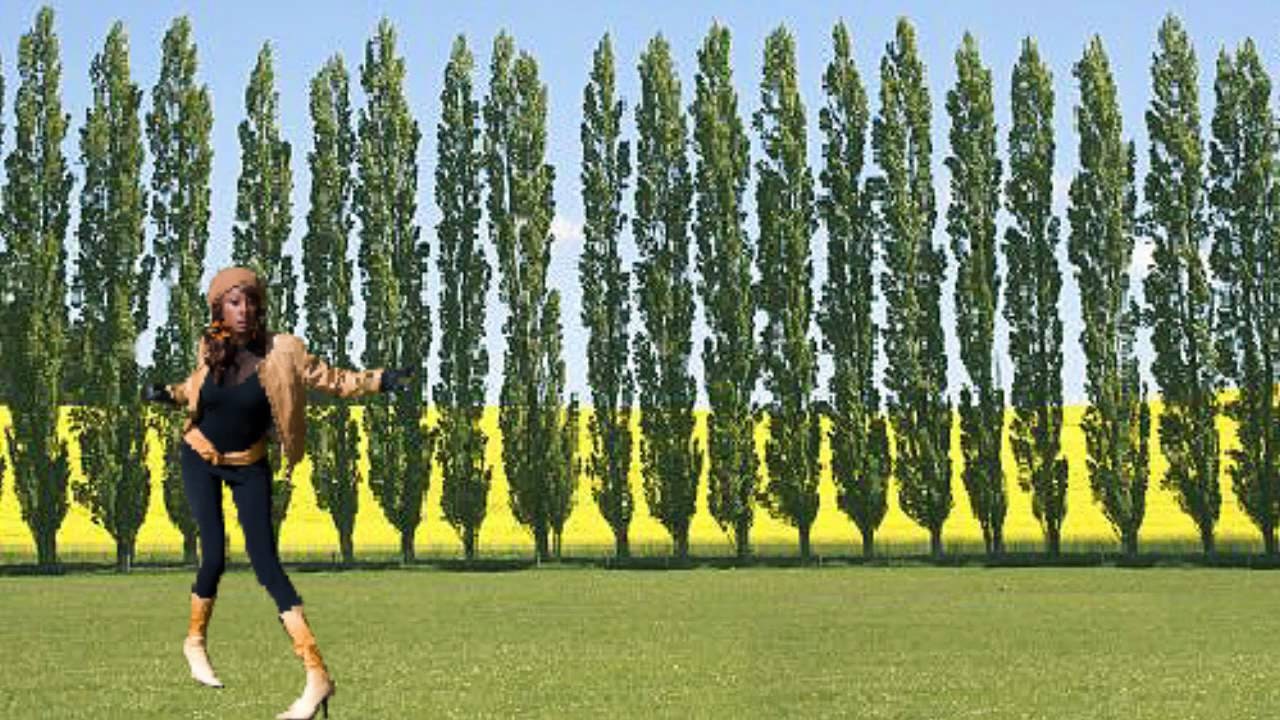 15 Lombardy Poplar Trees - 15 Live Plant Tree Cuttings - Rare and Unique Privacy Tree - Very Fast Growing