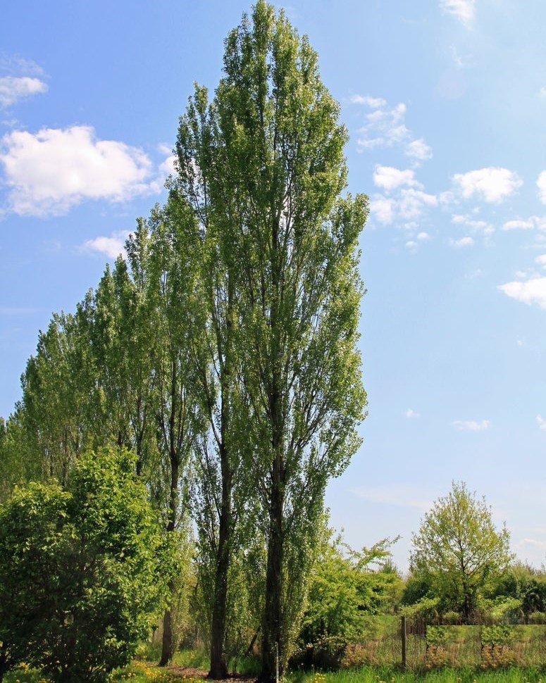 12 Lombardy Poplar Trees - 12 Live Plant Tree Cuttings - Rare and Unique Privacy Tree - Very Fast Growing