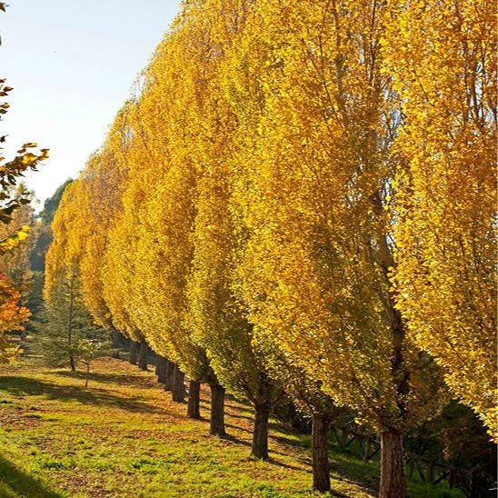 12 Lombardy Poplar Trees - 12 Live Plant Tree Cuttings - Rare and Unique Privacy Tree - Very Fast Growing