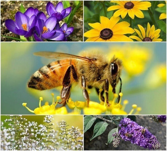 Perennial Pollinator Seeds Bundle - Habitat for Bees and Butterflies with These Easy to Grow Perrenial