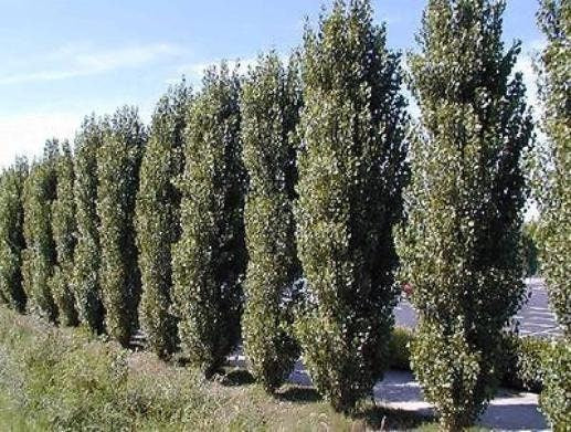 12 Lombardy Poplar Trees - 12 Live Plant Tree Cuttings - Rare and Unique Privacy Tree - Very Fast Growing