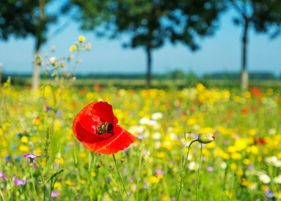 Perennial Pollinator Seeds Bundle - Habitat for Bees and Butterflies with These Easy to Grow Perrenial