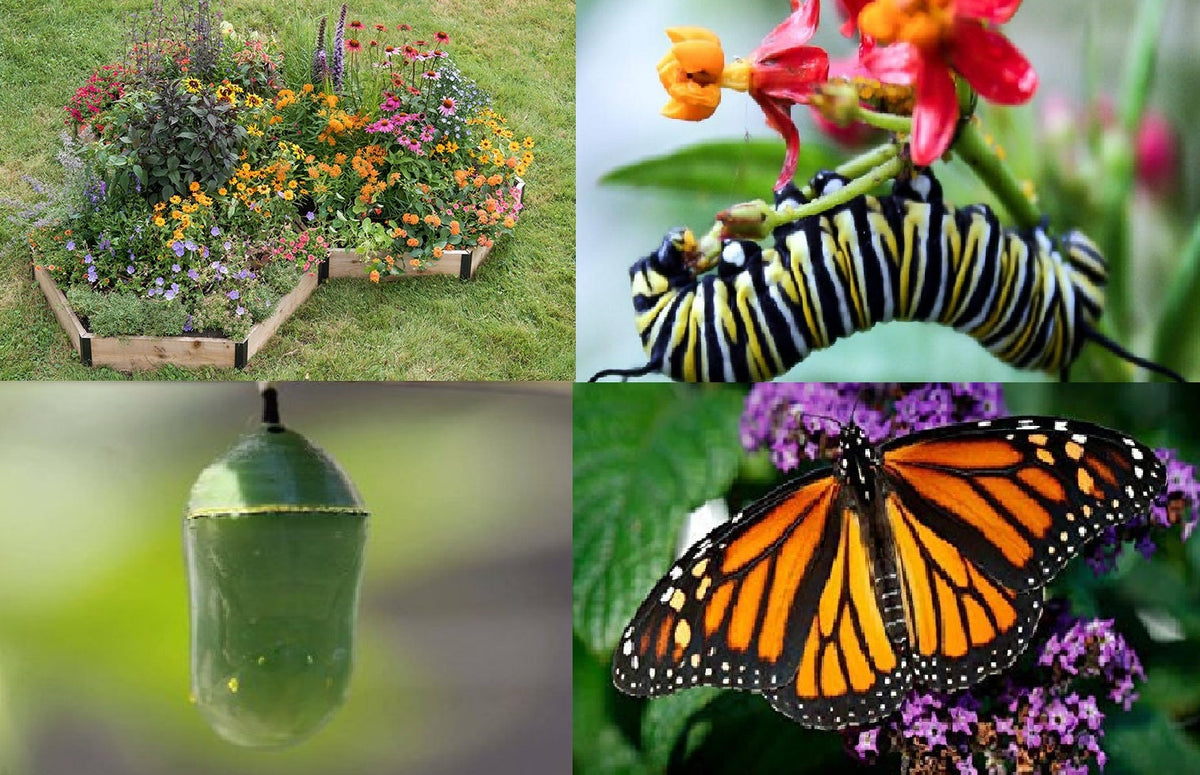 Reversal Tree Global Warming Reversal Kit - Live Trees + 28 Species Perennial Pollin ...