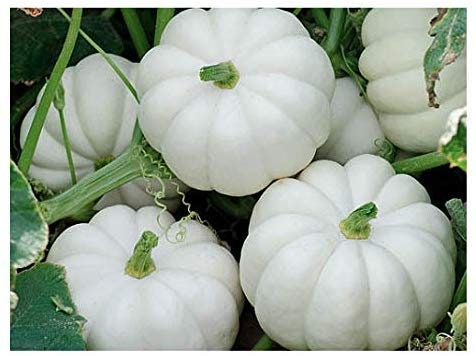 15 WHITE Baby Boo MINI PUMPKIN Miniature Cucurbita Pepo Vegetable Seeds