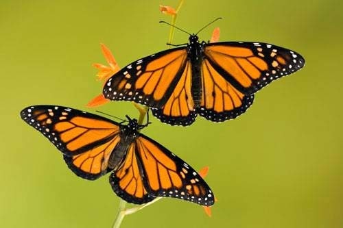 250 Tropical Milkweed Seeds - Food and Host Plant for Monarch Butterflies