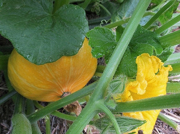 10 Red Kuri Seeds - Organic Squash, Non-GMO - 10 kabocha squash seeds