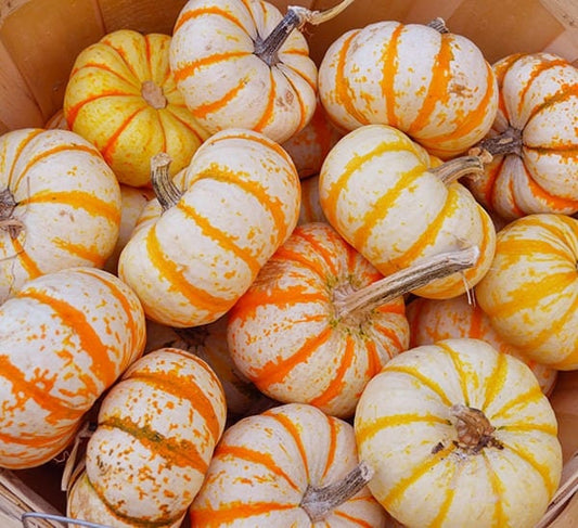 15 Dwarf Tiger Striped Pumpkin Seeds - Unique and Rare Vegetable Seeds - 15 Seeds