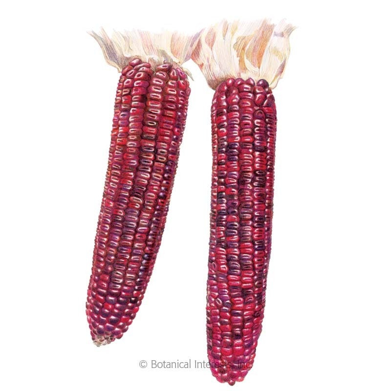 Jimmy Red Corn Seeds - Vibrant Red Bootlegger Corn - Heirloom Corn Seeds - Used for Shine